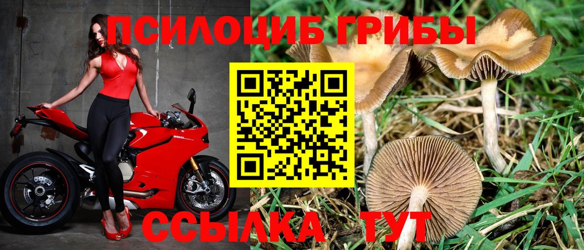 Псилоцибиновые грибы мухоморы  купить  цена  Миасс  Псилоцибиновые грибы Psilocybine cubensis  Вход с VPN 